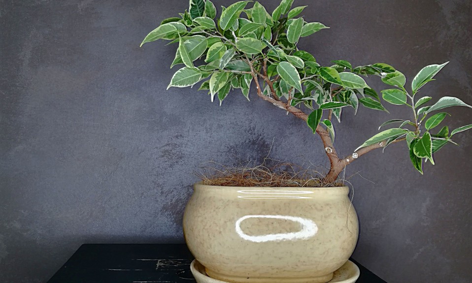 Figowiec benjamina w stylu bonsai