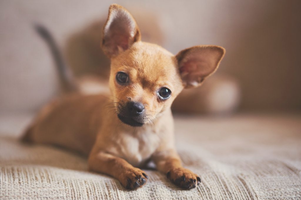 Chihuahua szczeniak