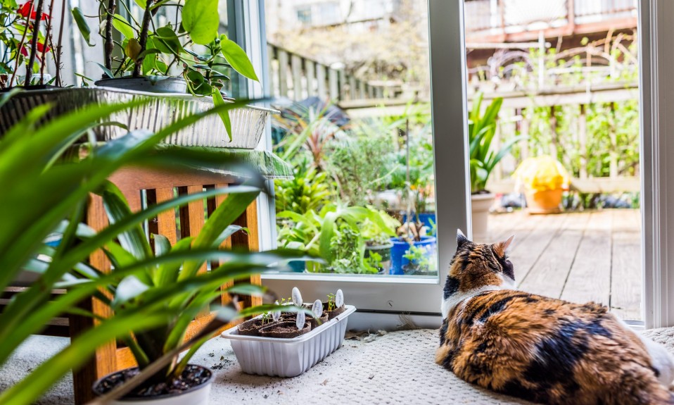 kot rośliny w mieszkaniu
