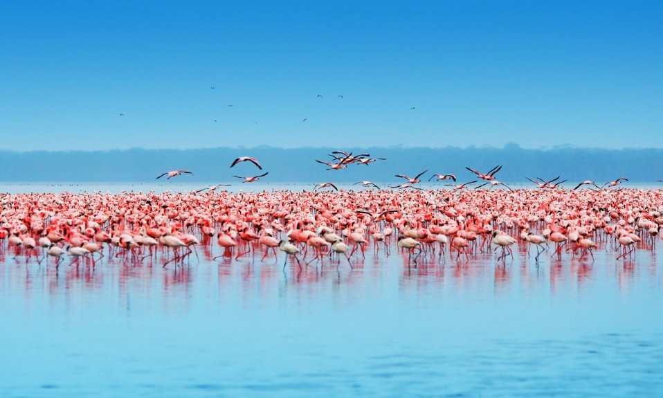 Kenia flamingi