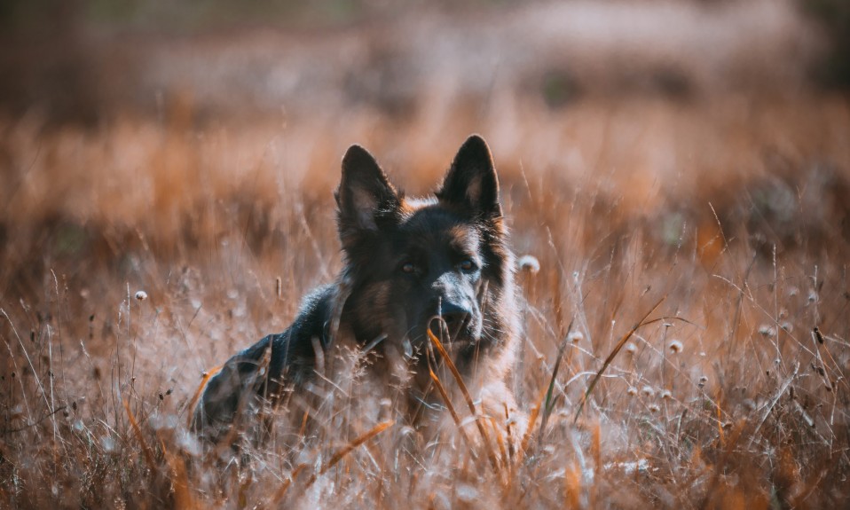rasowy pies owczarek niemiecki leżący pośród traw