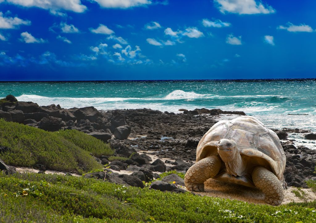 żółw na wyspach galapagos