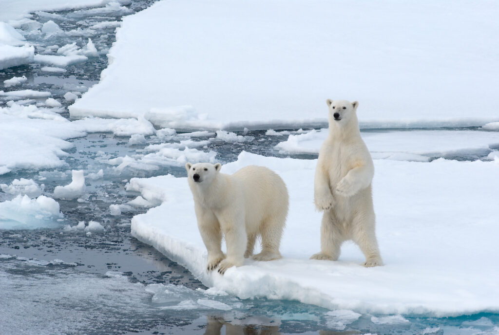 niedźwiedzie polarne na Svalbardzie